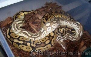 ball-python-breeding-300x188-2835268
