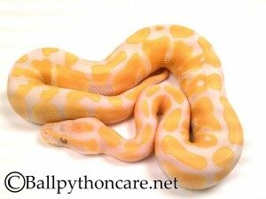 albino-ball-python-01-300x224-1628939