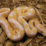 albino-ball-python-150x150-5524545