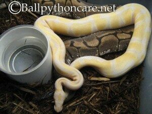 albino-ball-python-breeding-300x225-5356177
