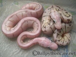 ballpythoncare-killerqueen-300x225-6352407