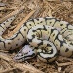 bumblebee-ball-python-150x150-2641834