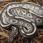 lesser-ball-python-150x150-8196432