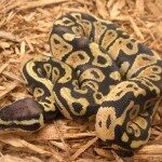 pastel-ball-python-150x150-6700651