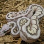 queenbee-ball-python-150x150-2732698