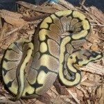 spider-ball-python-150x150-6971675