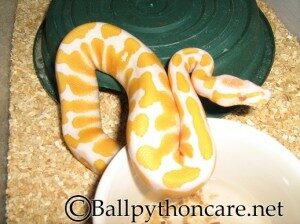 ball-pythons-for-sale-pic-1-300x224-6087438