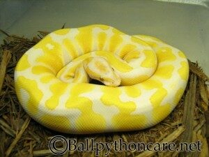 ball-pythons-for-sale-pic-2-300x225-5181890