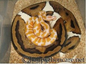 ballpythonbreeder-pic-pied-albino-300x228-1482204