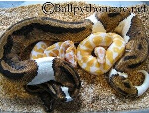 ballpythonbreeders-pic-2-pied-albino-300x227-7674314