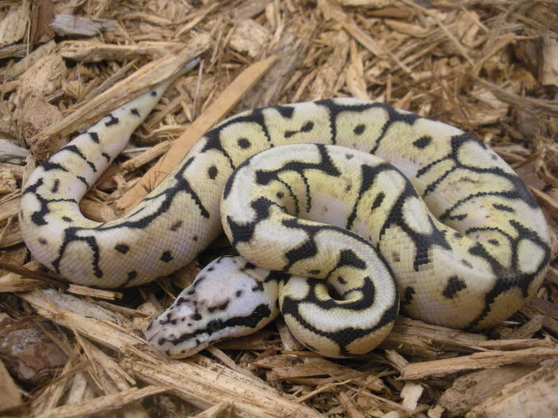 Ball Python experiencing shedding issues