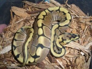 spider-ball-python-300x225-1284334