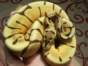 Tiger/Spider (Desert x Spider x Enchi)