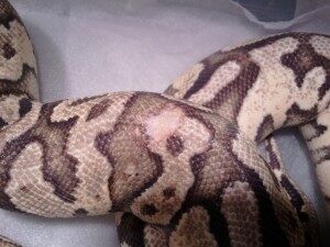 ballpythoncare-bite-wound-300x225-8780574