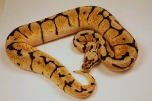 ballpythoncare-bumblebee-300x199-6121165